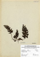 藏品(華東瓶蕨)的圖片